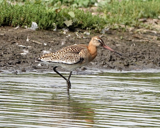 black-tailed godwit